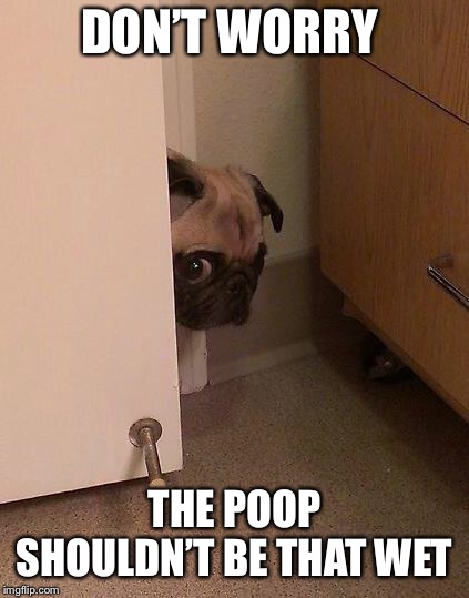 Guilty Pug | DON’T WORRY; THE POOP SHOULDN’T BE THAT WET | image tagged in guilty pug | made w/ Imgflip meme maker