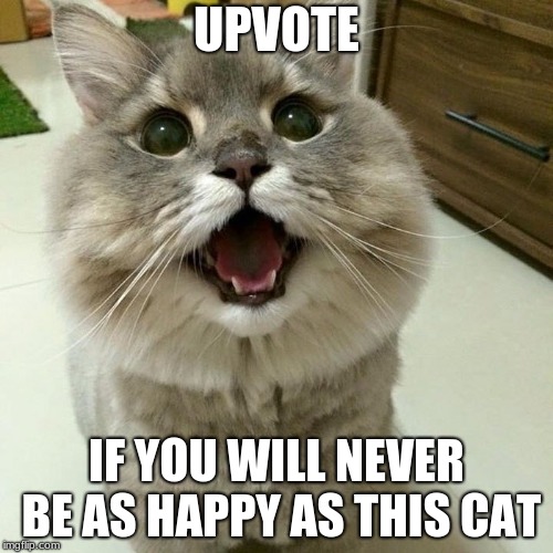 The Happier then Me Cat | UPVOTE; IF YOU WILL NEVER BE AS HAPPY AS THIS CAT | image tagged in happier then you cat,cats,memes | made w/ Imgflip meme maker