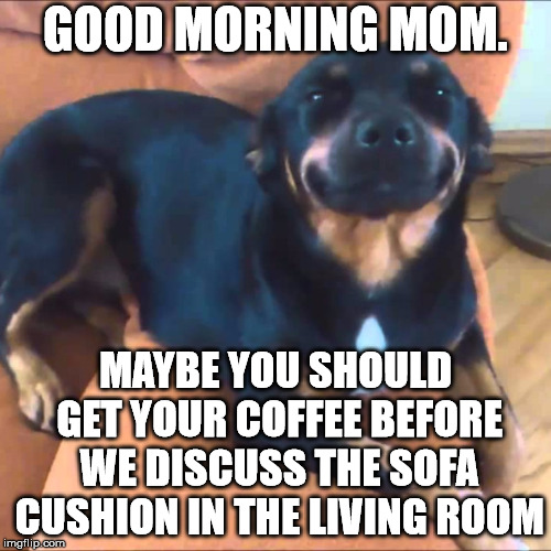 GOOD MORNING MOM. MAYBE YOU SHOULD GET YOUR COFFEE BEFORE WE DISCUSS THE SOFA CUSHION IN THE LIVING ROOM | image tagged in smiling dog | made w/ Imgflip meme maker