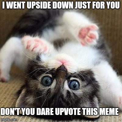 I WENT UPSIDE DOWN JUST FOR YOU; DON'T YOU DARE UPVOTE THIS MEME | image tagged in upvotes,downvote,upside-down,funny cats,cute cat | made w/ Imgflip meme maker