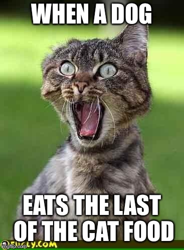 Cats and their food | WHEN A DOG; EATS THE LAST OF THE CAT FOOD | image tagged in cat freak out,funny cat memes | made w/ Imgflip meme maker