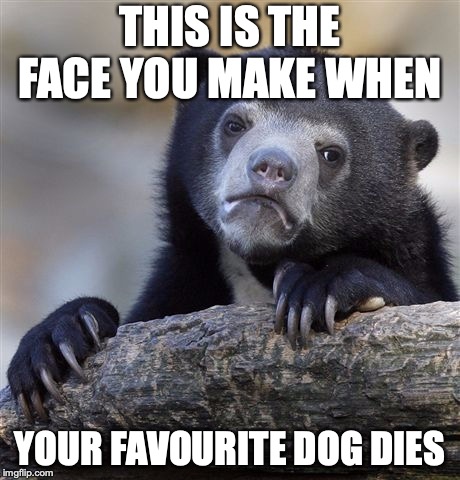 Confession Bear | THIS IS THE FACE YOU MAKE WHEN; YOUR FAVOURITE DOG DIES | image tagged in memes,confession bear | made w/ Imgflip meme maker