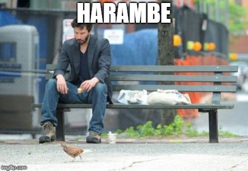 Sad Keanu Meme | HARAMBE | image tagged in memes,sad keanu | made w/ Imgflip meme maker
