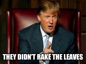 Donald Trump | THEY DIDN’T RAKE THE LEAVES | image tagged in donald trump | made w/ Imgflip meme maker