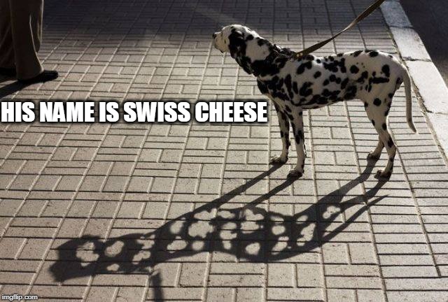 Dog | HIS NAME IS SWISS CHEESE | image tagged in swiss cheese,dog,shadow | made w/ Imgflip meme maker