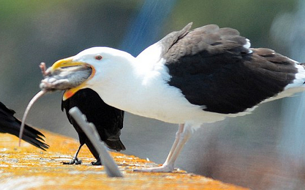 High Quality Seagull eating rat Blank Meme Template