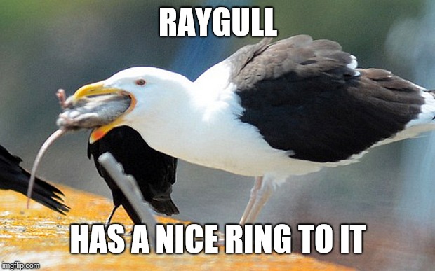 Seagull eating rat | RAYGULL HAS A NICE RING TO IT | image tagged in seagull eating rat | made w/ Imgflip meme maker