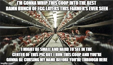 Colonel Sanders | I'M GONNA WHIP THIS COOP INTO THE BEST DAMN BUNCH OF EGG LAYERS THIS FARMER'S EVER SEEN; I MIGHT BE SMALL AND HARD TO SEE IN THE CENTER OF THIS PIC BUT I RUN THIS COOP, AND YOU'RE GONNA BE CURSING MY NAME BEFORE YOU'RE THROUGH HERE | image tagged in farm,chickens,boot camp | made w/ Imgflip meme maker