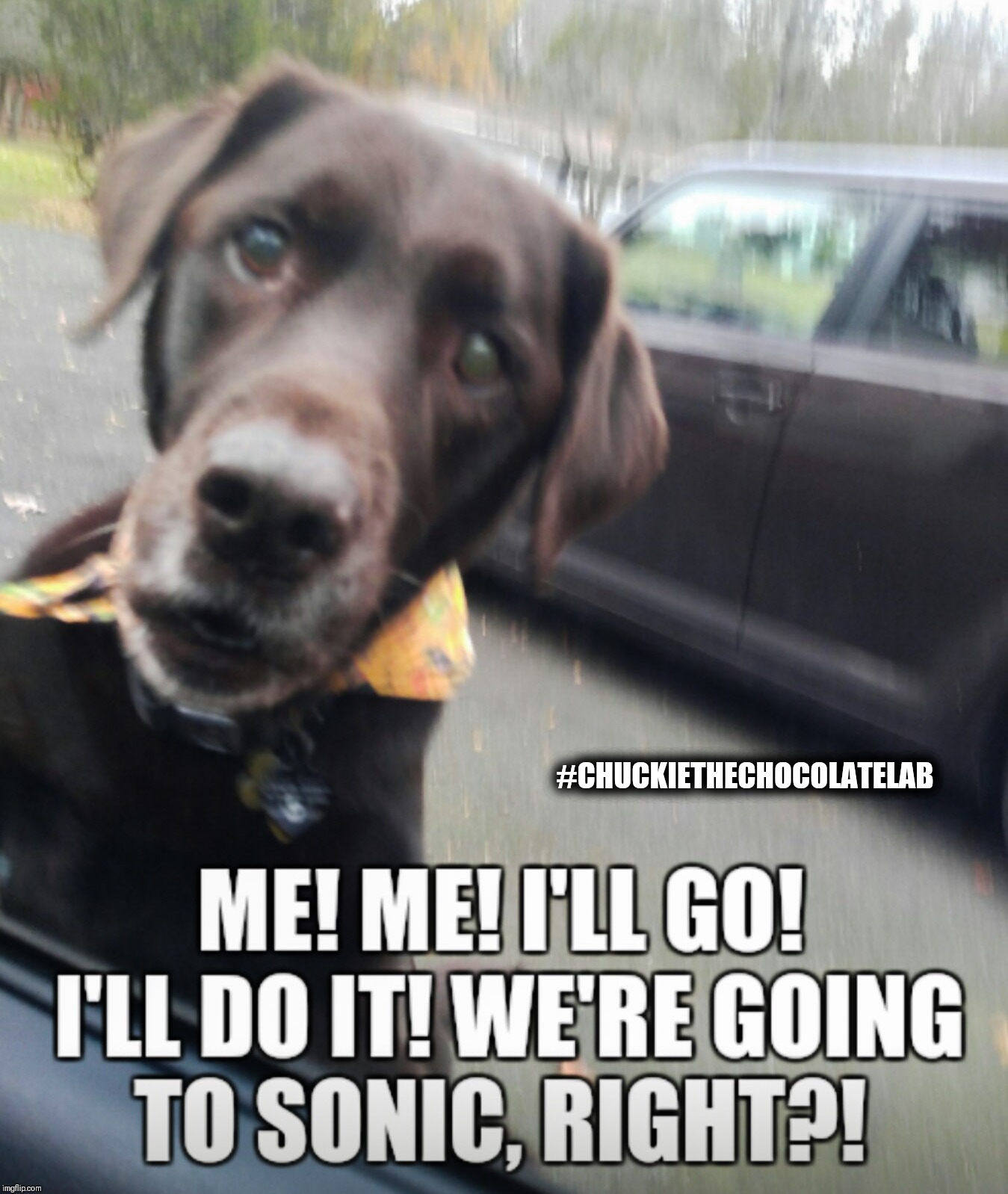 #CHUCKIETHECHOCOLATELAB | made w/ Imgflip meme maker