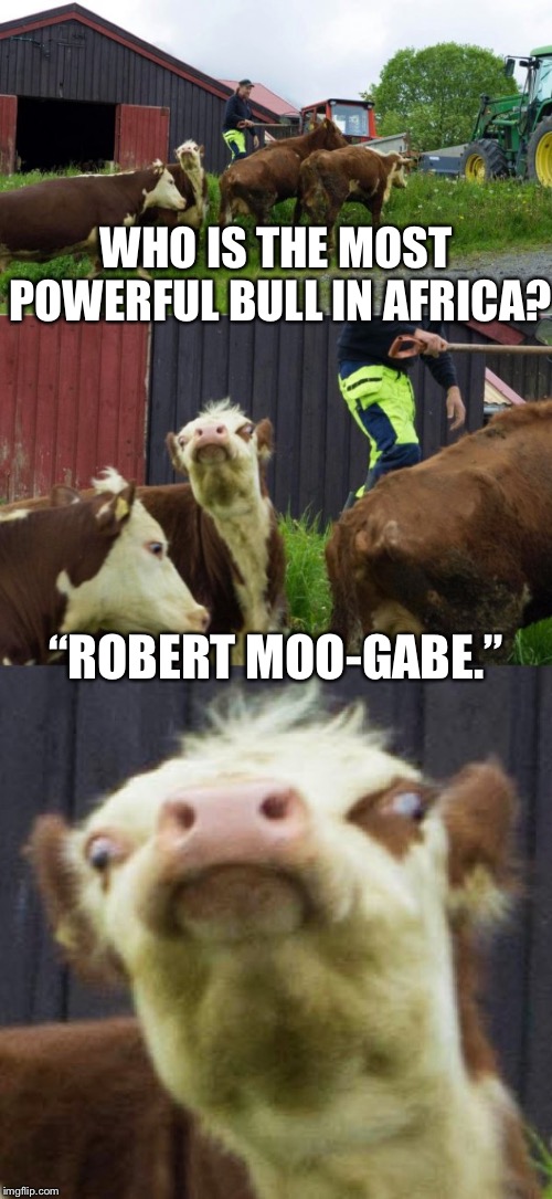 Bad pun cow  | WHO IS THE MOST POWERFUL BULL IN AFRICA? “ROBERT MOO-GABE.” | image tagged in bad pun cow,scumbag | made w/ Imgflip meme maker