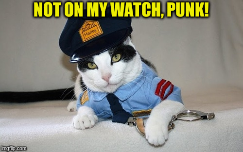 police cat | NOT ON MY WATCH, PUNK! | image tagged in police cat | made w/ Imgflip meme maker
