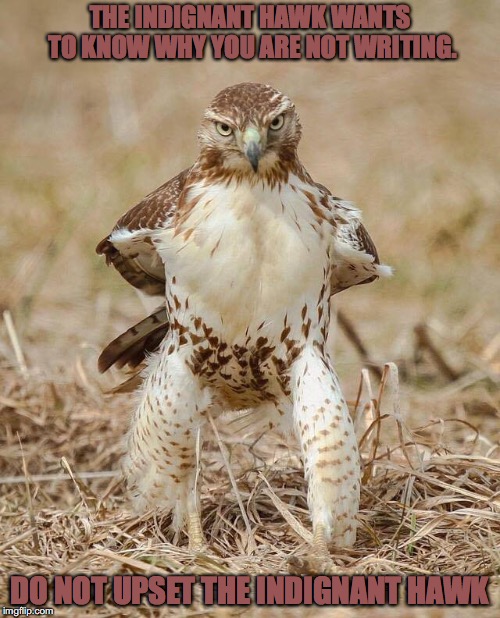 THE INDIGNANT HAWK WANTS TO KNOW WHY YOU ARE NOT WRITING. DO NOT UPSET THE INDIGNANT HAWK | made w/ Imgflip meme maker