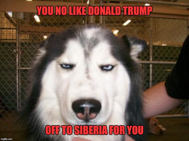 Annoyed Dog | YOU NO LIKE DONALD TRUMP; OFF TO SIBERIA FOR YOU | image tagged in annoyed dog | made w/ Imgflip meme maker