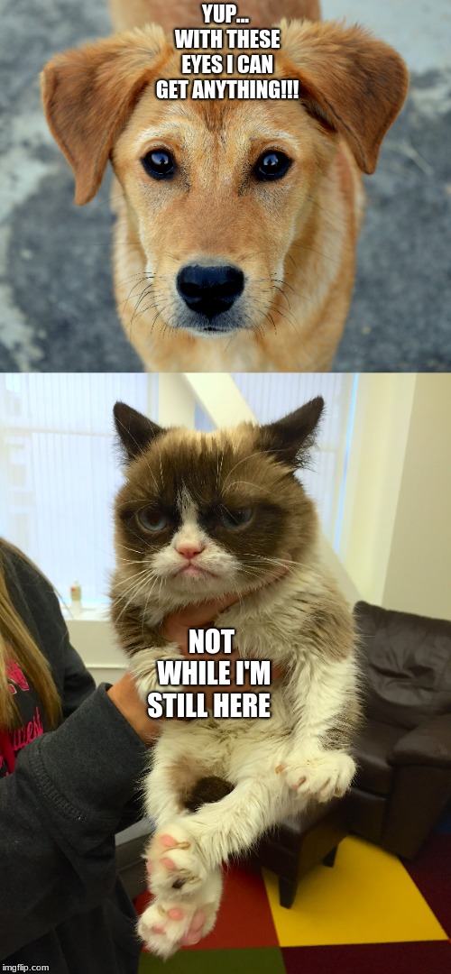 YUP... WITH THESE EYES I CAN GET ANYTHING!!! NOT WHILE I'M STILL HERE | image tagged in funny,grumpy cat,dog | made w/ Imgflip meme maker