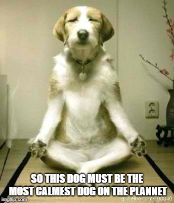 image tagged in funny,meme,meditation,dog | made w/ Imgflip meme maker