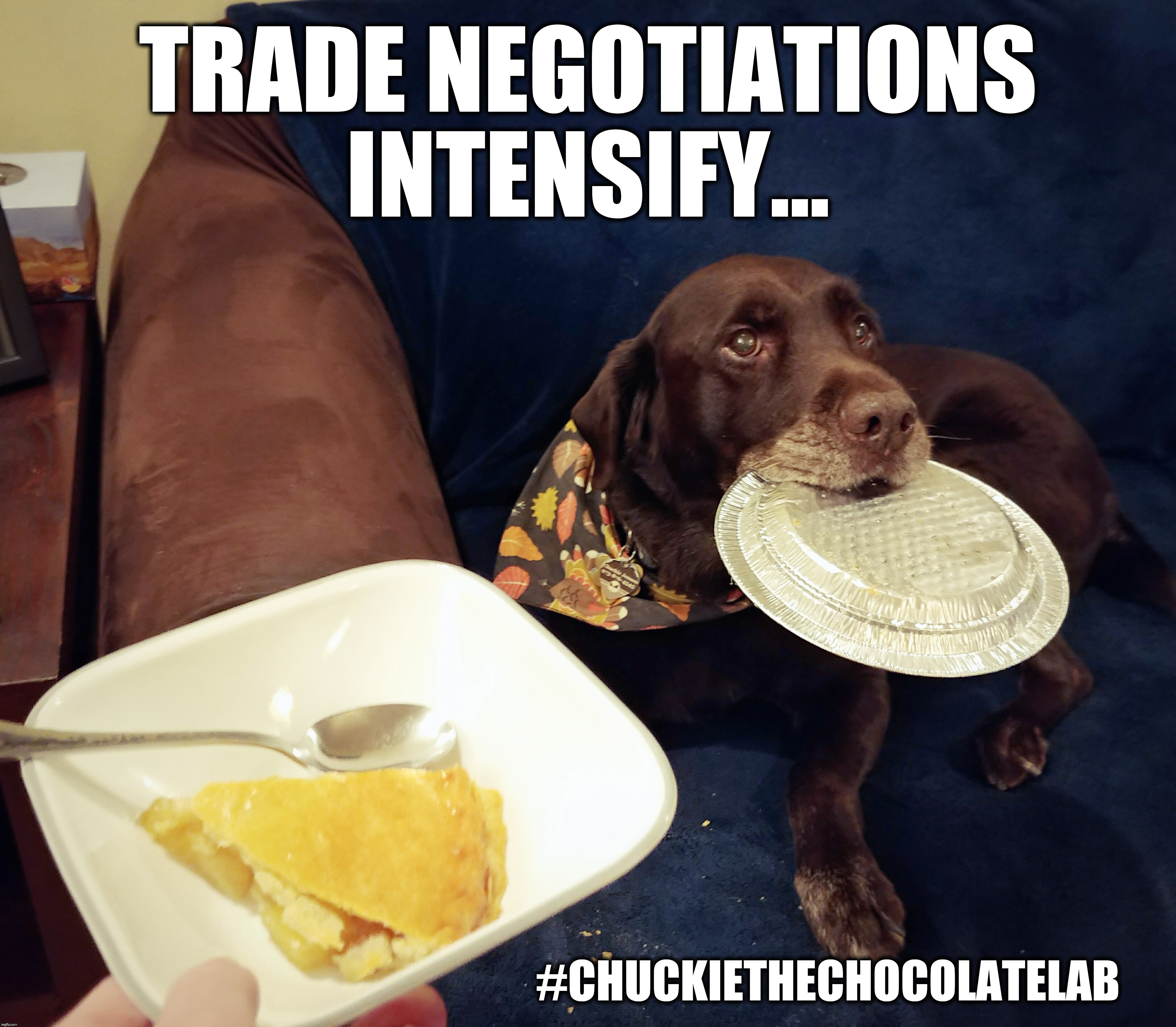 Apple Pie Negotiations | TRADE NEGOTIATIONS INTENSIFY... #CHUCKIETHECHOCOLATELAB | image tagged in chuckie the chocolate lab,dogs,memes,funny,apple pie,negotiations | made w/ Imgflip meme maker