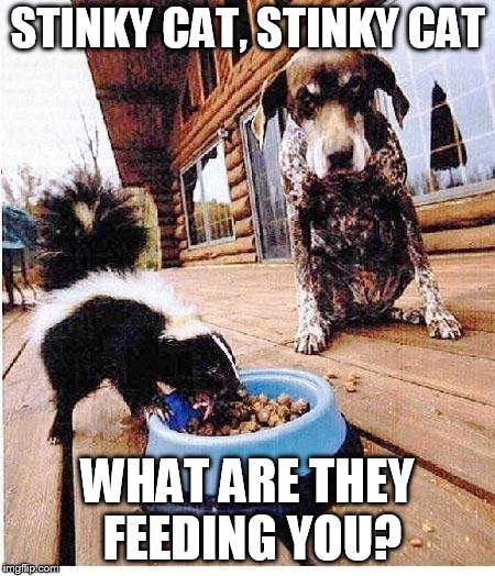 what'a cute kitten | STINKY CAT, STINKY CAT; WHAT ARE THEY FEEDING YOU? | image tagged in skunk eats dog's food | made w/ Imgflip meme maker