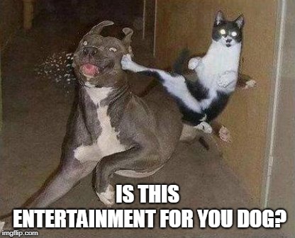 Cat Kicking Dog | IS THIS ENTERTAINMENT FOR YOU DOG? | image tagged in cat kicking dog | made w/ Imgflip meme maker