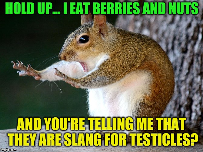 Slang oblivious squirrel | HOLD UP... I EAT BERRIES AND NUTS; AND YOU'RE TELLING ME THAT THEY ARE SLANG FOR TESTICLES? | image tagged in memes,squirrels,slang,funny,testicles,nsfw | made w/ Imgflip meme maker
