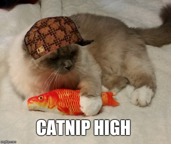 Is this real life? |  CATNIP HIGH | image tagged in scumbag,cat,cats,fishing,high | made w/ Imgflip meme maker