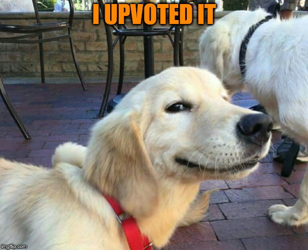 good boy dog | I UPVOTED IT | image tagged in good boy dog | made w/ Imgflip meme maker