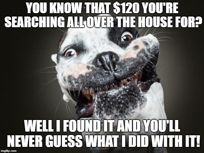 Dog with expensive taste. | YOU KNOW THAT $120 YOU'RE SEARCHING ALL OVER THE HOUSE FOR? WELL I FOUND IT AND YOU'LL NEVER GUESS WHAT I DID WITH IT! | image tagged in shameless,dog,dog ate my money,stupid dog | made w/ Imgflip meme maker