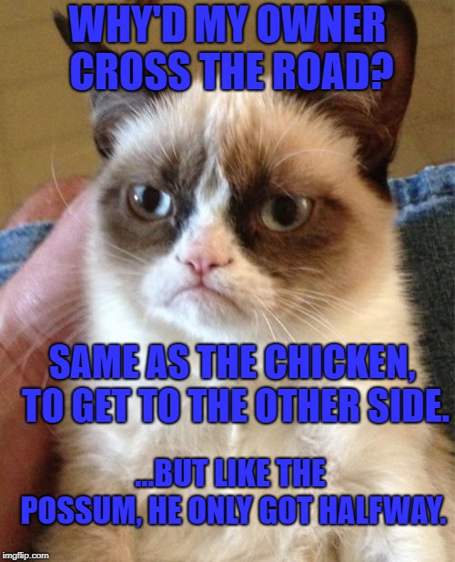 Well? I didn't see that coming, not unlike his owner. | WHY'D MY OWNER CROSS THE ROAD? SAME AS THE CHICKEN, TO GET TO THE OTHER SIDE. ...BUT LIKE THE POSSUM, HE ONLY GOT HALFWAY. | image tagged in memes,grumpy cat,cats,dark humor,twisted | made w/ Imgflip meme maker