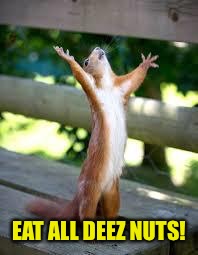 Praise Squirrel | EAT ALL DEEZ NUTS! | image tagged in praise squirrel | made w/ Imgflip meme maker