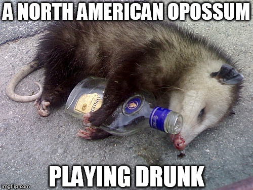A NORTH AMERICAN OPOSSUM; PLAYING DRUNK | image tagged in animals,possum,drunk,alcoholic,playing dead | made w/ Imgflip meme maker