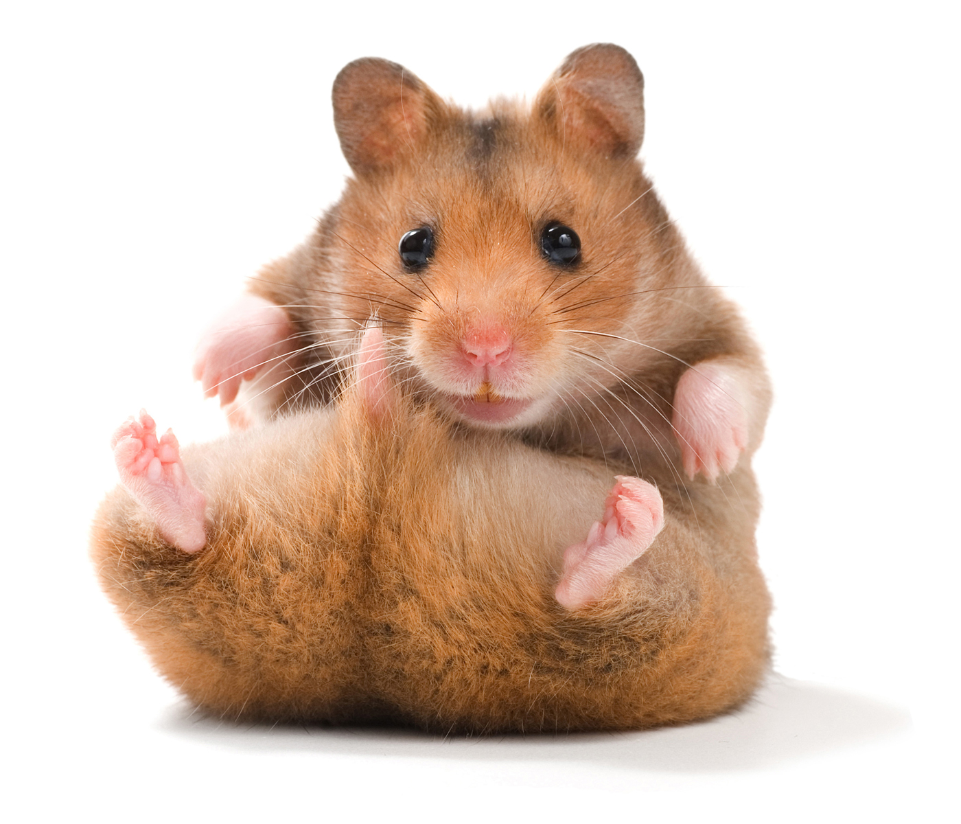 Hamster Yoga Blank Meme Template