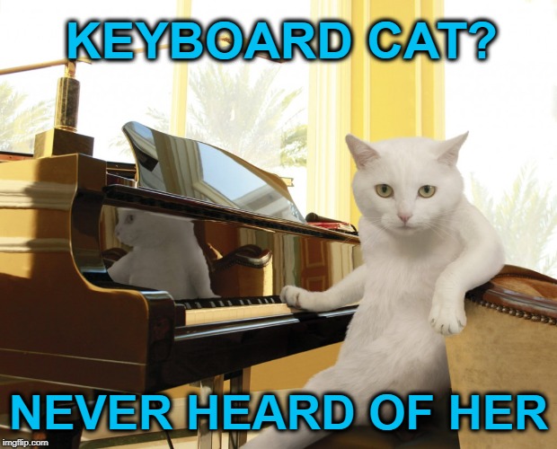 Classical Cat | KEYBOARD CAT? NEVER HEARD OF HER | image tagged in funny memes,cat meme,keyboard cat,cat,music | made w/ Imgflip meme maker
