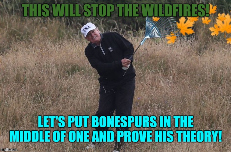 Baked bonespurs anyone?  | THIS WILL STOP THE WILDFIRES! LET'S PUT BONESPURS IN THE MIDDLE OF ONE AND PROVE HIS THEORY! | image tagged in trump raking,wildfires,republicans,kkk | made w/ Imgflip meme maker