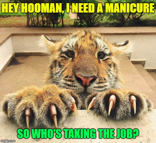 I'm nominating "Raycat" for the job. ≧^◡^≦ | HEY HOOMAN, I NEED A MANICURE; SO WHO'S TAKING THE JOB? | image tagged in memes,tigers,big cats,manicure,google images,cats staff | made w/ Imgflip meme maker
