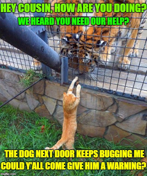 I'm pretty sure that's "Bad Luck Brian's" Dog | HEY COUSIN, HOW ARE YOU DOING? WE HEARD YOU NEED OUR HELP? THE DOG NEXT DOOR KEEPS BUGGING ME; COULD Y'ALL COME GIVE HIM A WARNING? | image tagged in memes,cats,tigers,big cats,dogs,bad luck brian | made w/ Imgflip meme maker