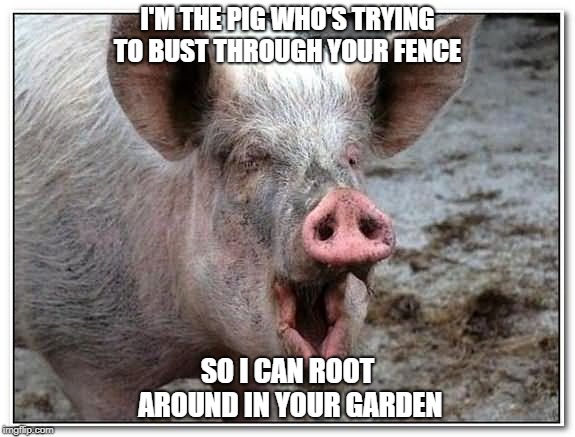 Metaphorically Speaking, Of Course | I'M THE PIG WHO'S TRYING TO BUST THROUGH YOUR FENCE; SO I CAN ROOT AROUND IN YOUR GARDEN | image tagged in pig,innuendo,metaphor,memes | made w/ Imgflip meme maker