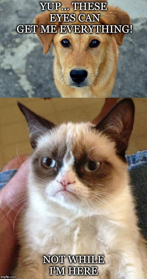 YUP... THESE EYES CAN GET ME EVERYTHING! NOT WHILE I'M HERE | image tagged in memes,grumpy cat | made w/ Imgflip meme maker