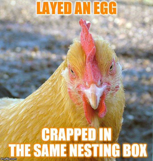 LAYED AN EGG; CRAPPED IN THE SAME NESTING BOX | image tagged in evil chicken | made w/ Imgflip meme maker