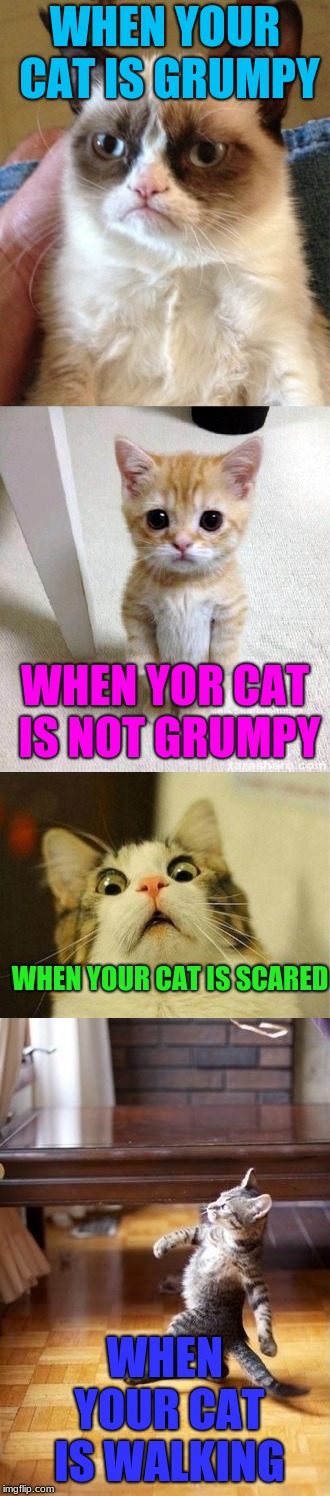 WHEN YOUR CAT IS GRUMPY; WHEN YOR CAT IS NOT GRUMPY; WHEN YOUR CAT IS SCARED; WHEN YOUR CAT IS WALKING | image tagged in memes,cool cat stroll,grumpy cat,scared cat,cute cat | made w/ Imgflip meme maker