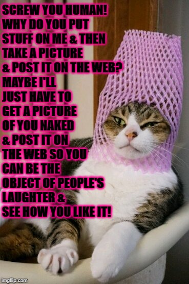 MAYBE I'LL JUST HAVE TO GET A PICTURE OF YOU NAKED & POST IT ON THE WEB SO YOU CAN BE THE OBJECT OF PEOPLE'S LAUGHTER & SEE HOW YOU LIKE IT! SCREW YOU HUMAN! WHY DO YOU PUT STUFF ON ME & THEN TAKE A PICTURE & POST IT ON THE WEB? | image tagged in screw you | made w/ Imgflip meme maker