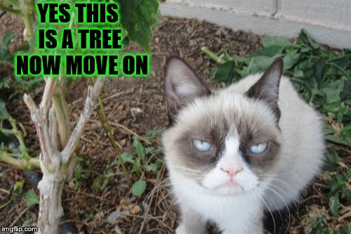 yes this is a tree now move on | YES THIS IS A TREE  NOW MOVE ON | image tagged in grumpy cat,funny,cat | made w/ Imgflip meme maker