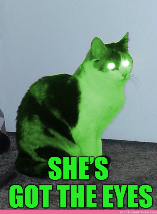 Hypno Raycat | SHE’S GOT THE EYES | image tagged in hypno raycat | made w/ Imgflip meme maker