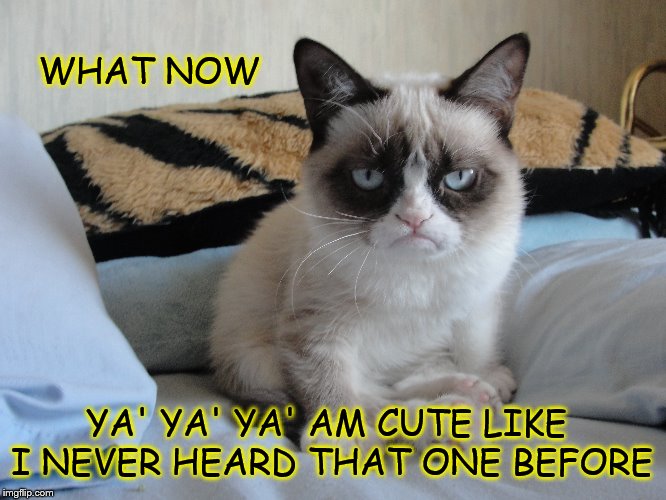 what now | WHAT NOW; YA' YA' YA' AM CUTE LIKE I NEVER HEARD THAT ONE BEFORE | image tagged in grumpy cat,funny,cat,grumpy cat bed,cute cat,cute | made w/ Imgflip meme maker