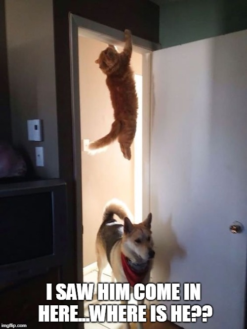 SKILLZ | I SAW HIM COME IN HERE...WHERE IS HE?? | image tagged in cat,dog | made w/ Imgflip meme maker
