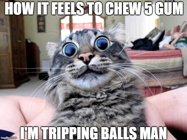 Catnipped | HOW IT FEELS TO CHEW 5 GUM; I'M TRIPPING BALLS MAN | image tagged in catnipped | made w/ Imgflip meme maker
