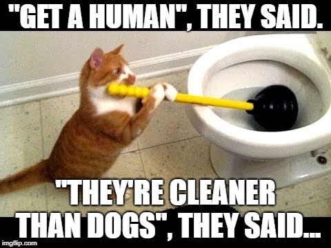 Kitty the plumber | "GET A HUMAN", THEY SAID. "THEY'RE CLEANER THAN DOGS", THEY SAID... | image tagged in funny cats | made w/ Imgflip meme maker