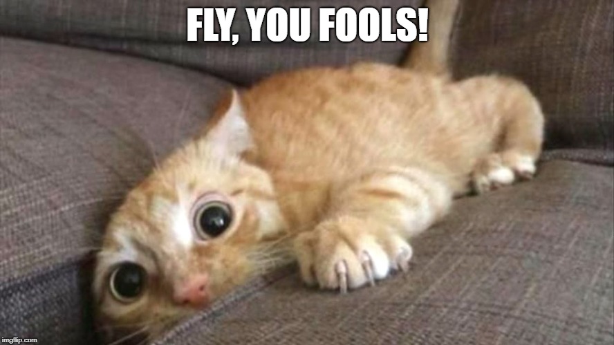 In The Mines of Meowria | FLY, YOU FOOLS! | image tagged in funny cats | made w/ Imgflip meme maker