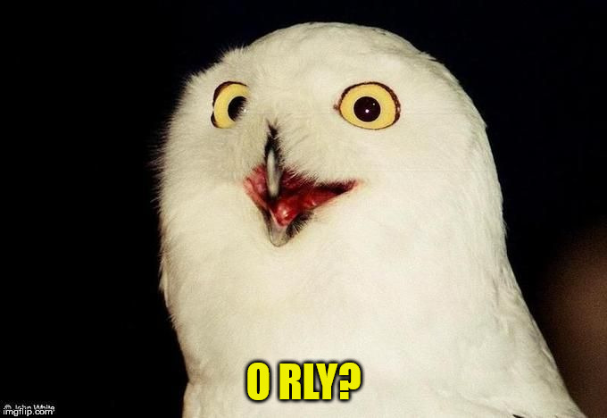 Orly Owl | O RLY? | image tagged in orly owl | made w/ Imgflip meme maker