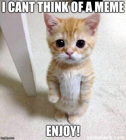 Cute Cat | I CANT THINK OF A MEME; ENJOY! | image tagged in memes,cute cat | made w/ Imgflip meme maker