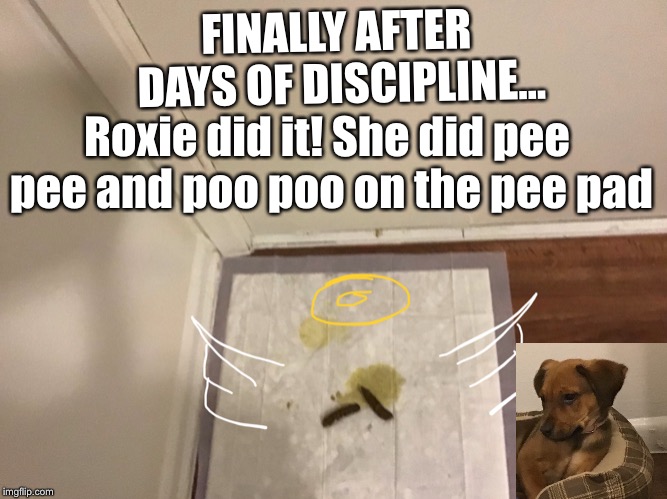 FINALLY AFTER DAYS OF DISCIPLINE... Roxie did it! She did pee pee and poo poo on the pee pad | image tagged in dog poop | made w/ Imgflip meme maker