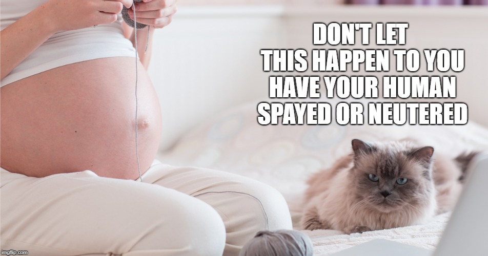 words of wisdom | DON'T LET THIS HAPPEN TO YOU HAVE YOUR HUMAN SPAYED OR NEUTERED | image tagged in cat logic,funny | made w/ Imgflip meme maker